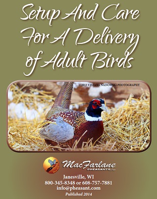 Set Up and Care for a Delivery of Mature Game Birds
