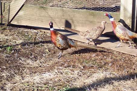 Photo of Pheasants in Flight Pen