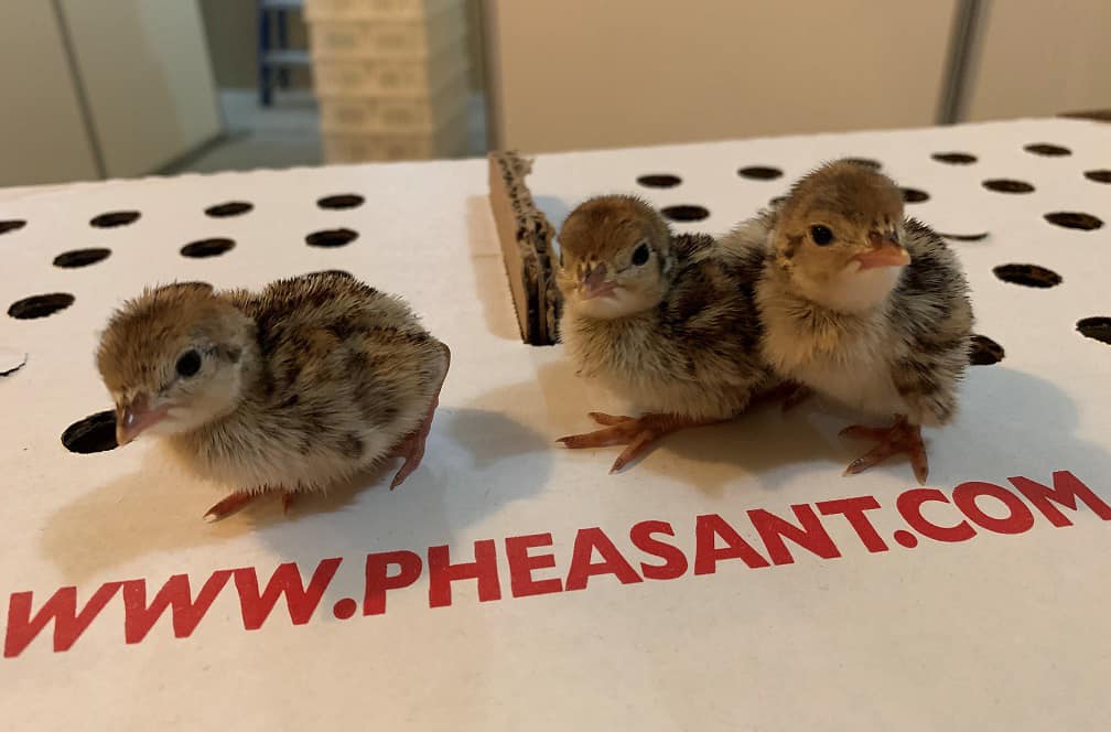 Pheasant Chicks