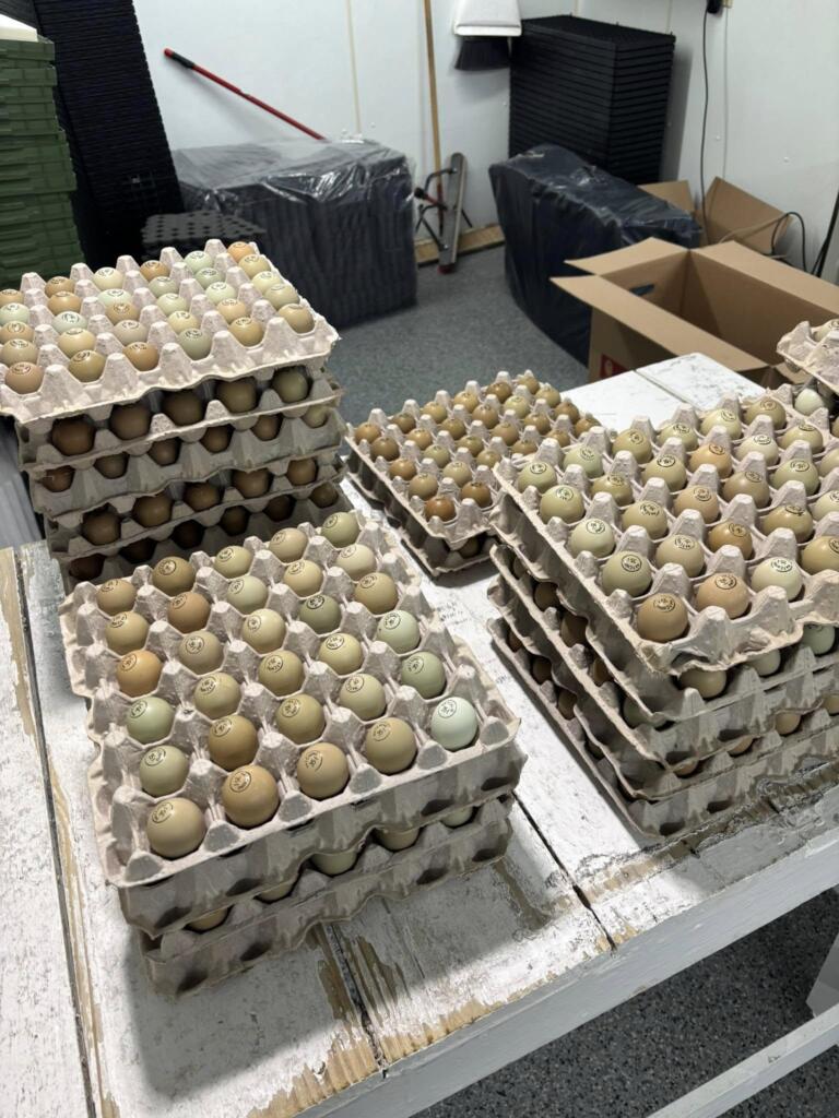 pheasant eggs stamped for international shipping