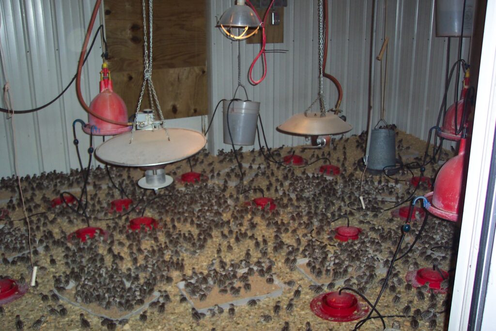 Brooder Room