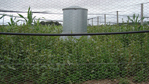 Photo of Breeder Pen