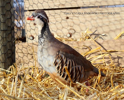 Chukar Redleg
