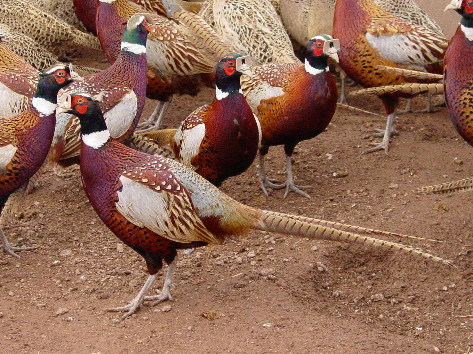 Extra Large Pheasants
