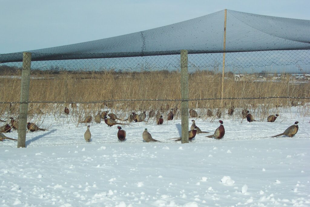 Pheasants in Winter