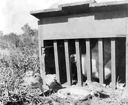 Photo Hen in Hatchery