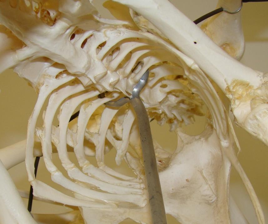Skeleton