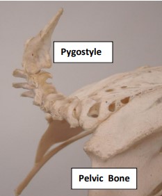 Skeleton