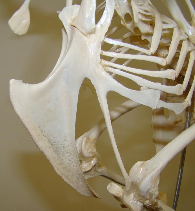 Skeleton