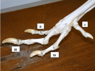 Gallinaceous Birds Feet