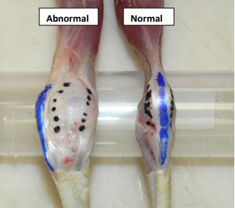 Hock Joint Comparison