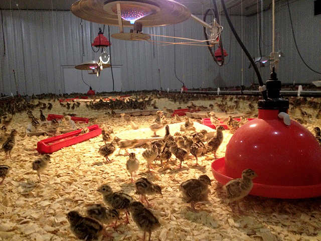 Photo of Brooder Barn