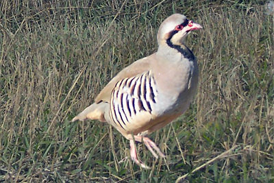 Photo of Large Chukar