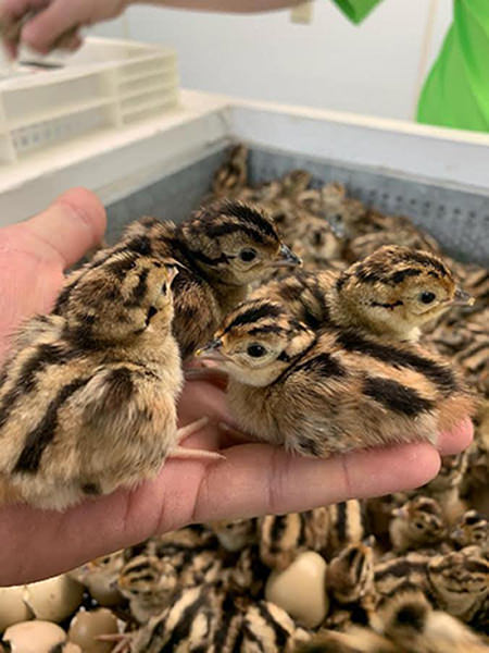 Pheasant Chicks