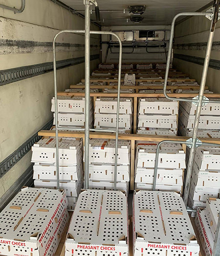 Crates of Pheasant Chicks