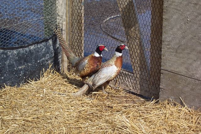 Two Pheasants
