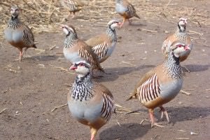 Red Legged Partridges