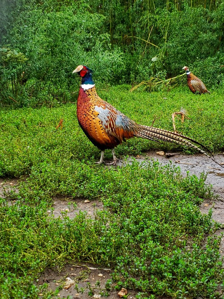 Ringneck Pheasant