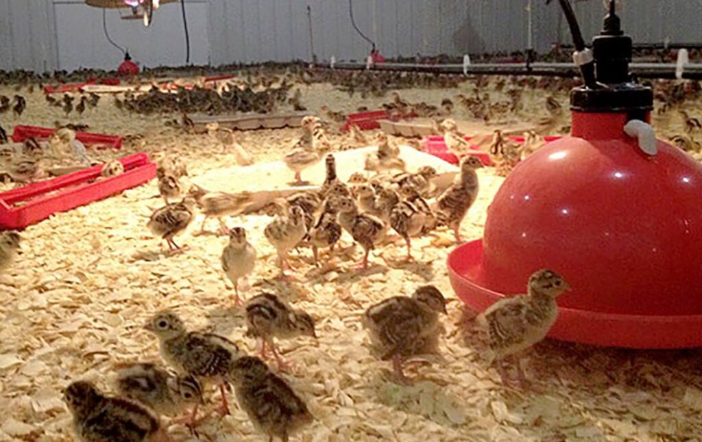Pheasant Chicks in Brooder Barn