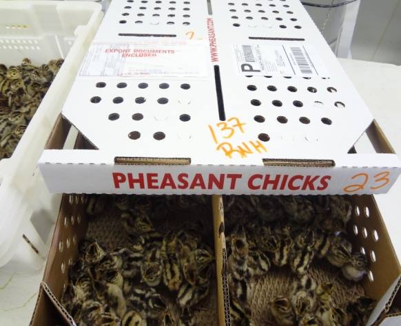 Photo of Pheasant Chicks