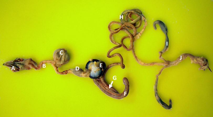 Digestive Anatomy of Gallinaceous Bird