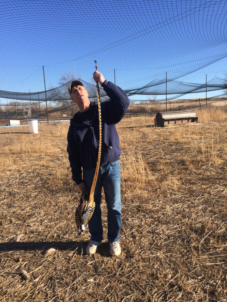 Photo of Ornamental Pheasants