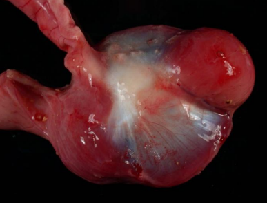 Unopened Gizzard Photo