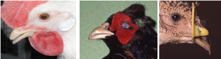 Head Picture Comparison