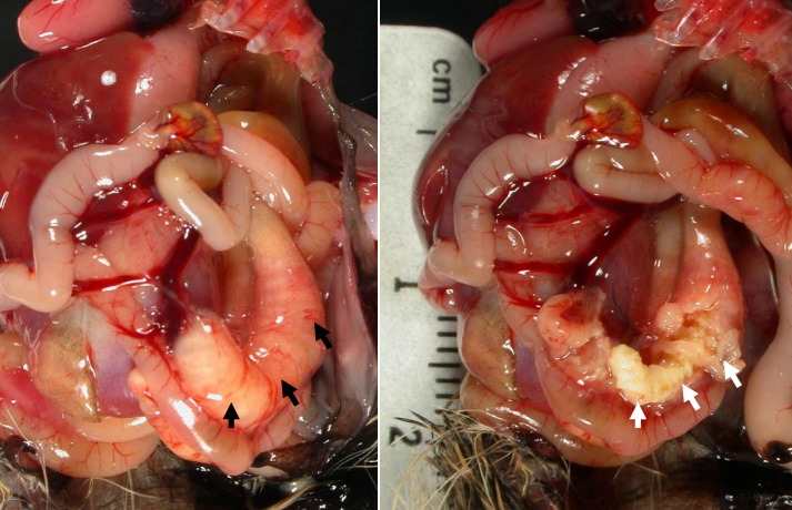 Pheasant Cecal Cores With Salmonellosis
