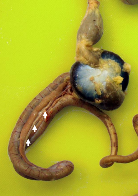 Pheasant Liver photo