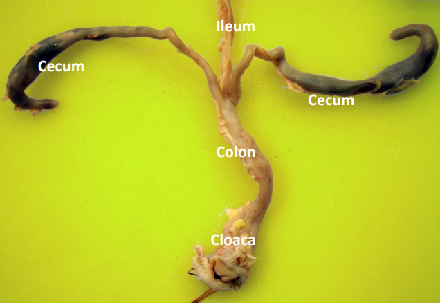 Diagram of Pheasant Lower Digestive System