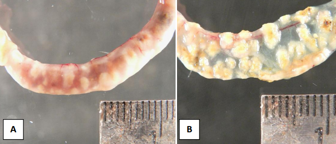 Quail With Ulcerative Enteritis