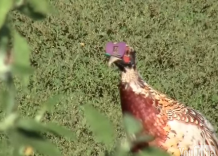 Pheasant with Peepers